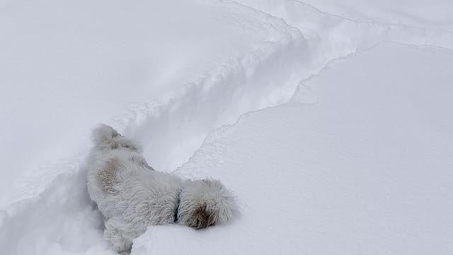 Small Dog Struggles Through Deep Snow to Find Toy