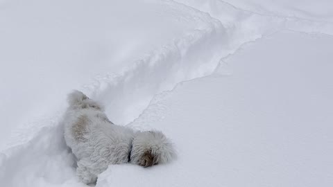 Small Dog Struggles Through Deep Snow to Find Toy