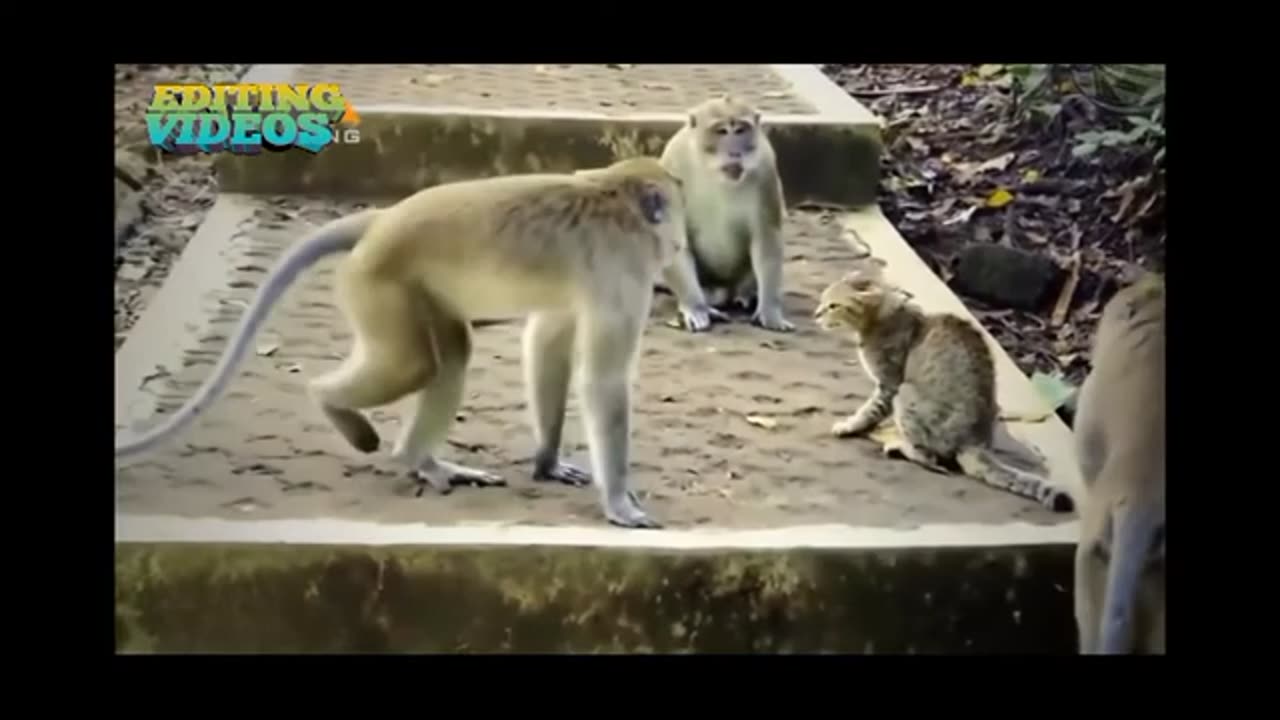 CAT VS MONKEY FIGHT-2023