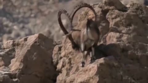 ¡¡¡ Estas CABRAS de montaña Desafían a la MUERTE !!!7