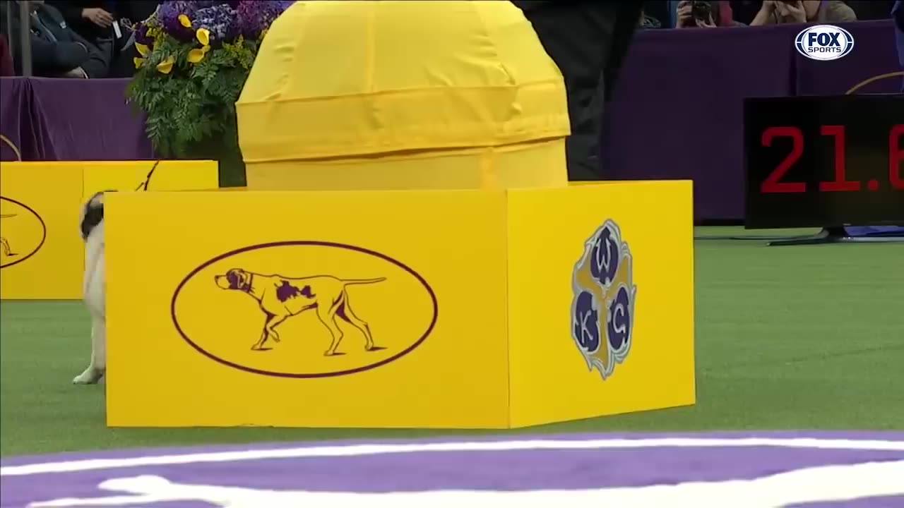 Celebrate national Puppy day - 5 of the best WKC dog show moments