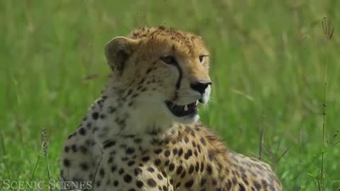 Big Cats In 4K - Spectacular Scenes of Big Cats In Wild Nature Scenic Relaxation Film-720p