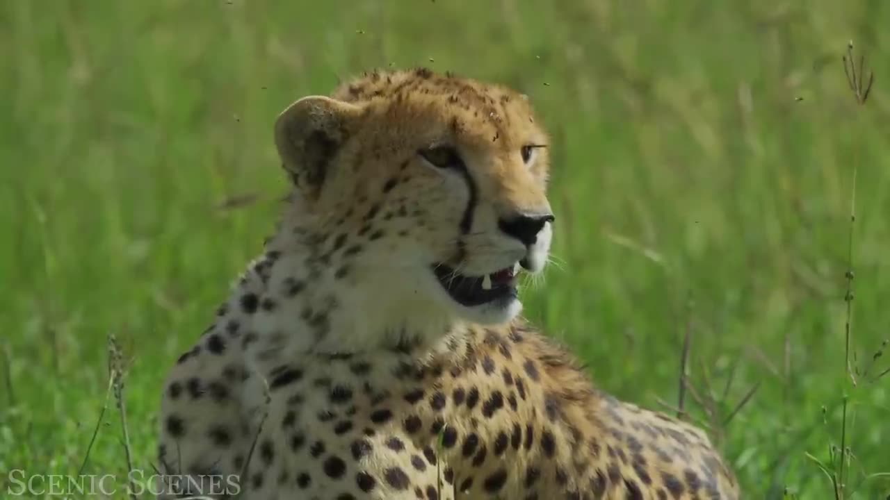 Big Cats In 4K - Spectacular Scenes of Big Cats In Wild Nature Scenic Relaxation Film-720p