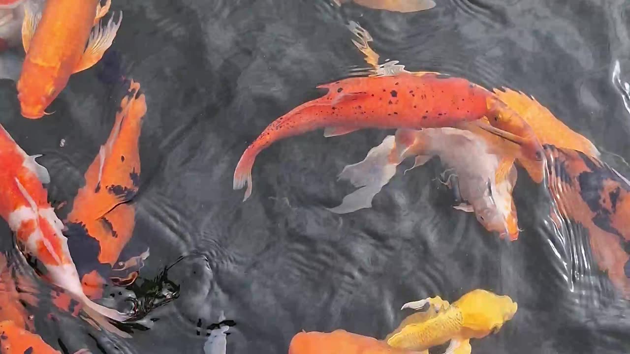 Koi Pond at the MisOr Flight 387 Shrine