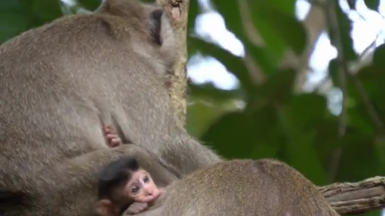 Very sweet monkey and his child