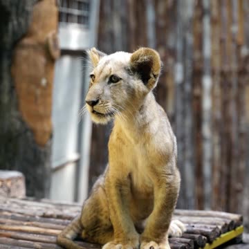 lion cute son full video looking so nice