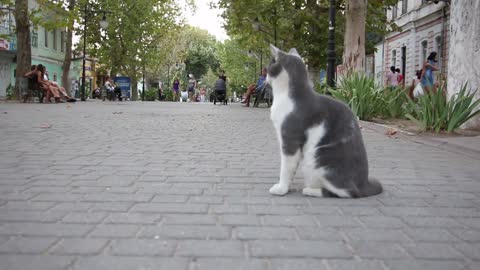 Cat Looking Here And There