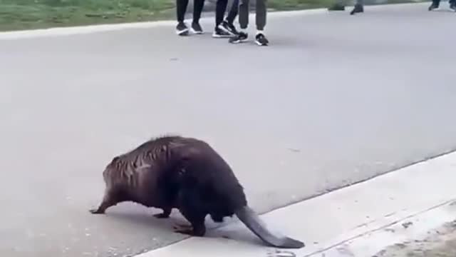 animal