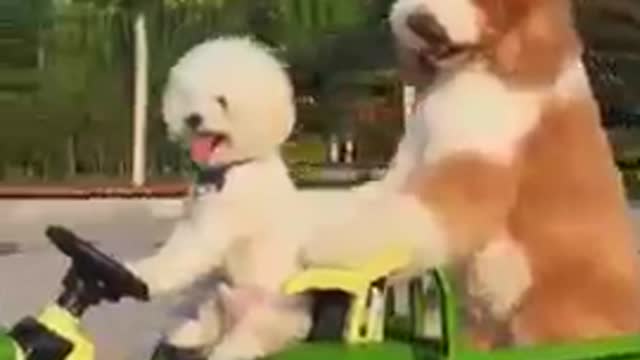 Os cachorros mais engraçados do YouTube 2021 fanny dog city