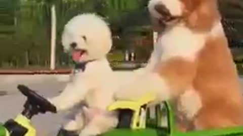 Os cachorros mais engraçados do YouTube 2021 fanny dog city