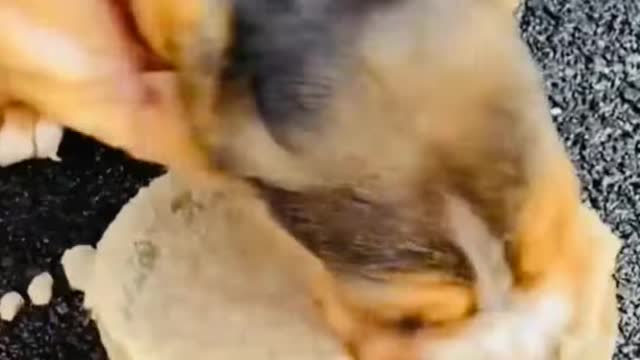 Funny Animal Videos #18