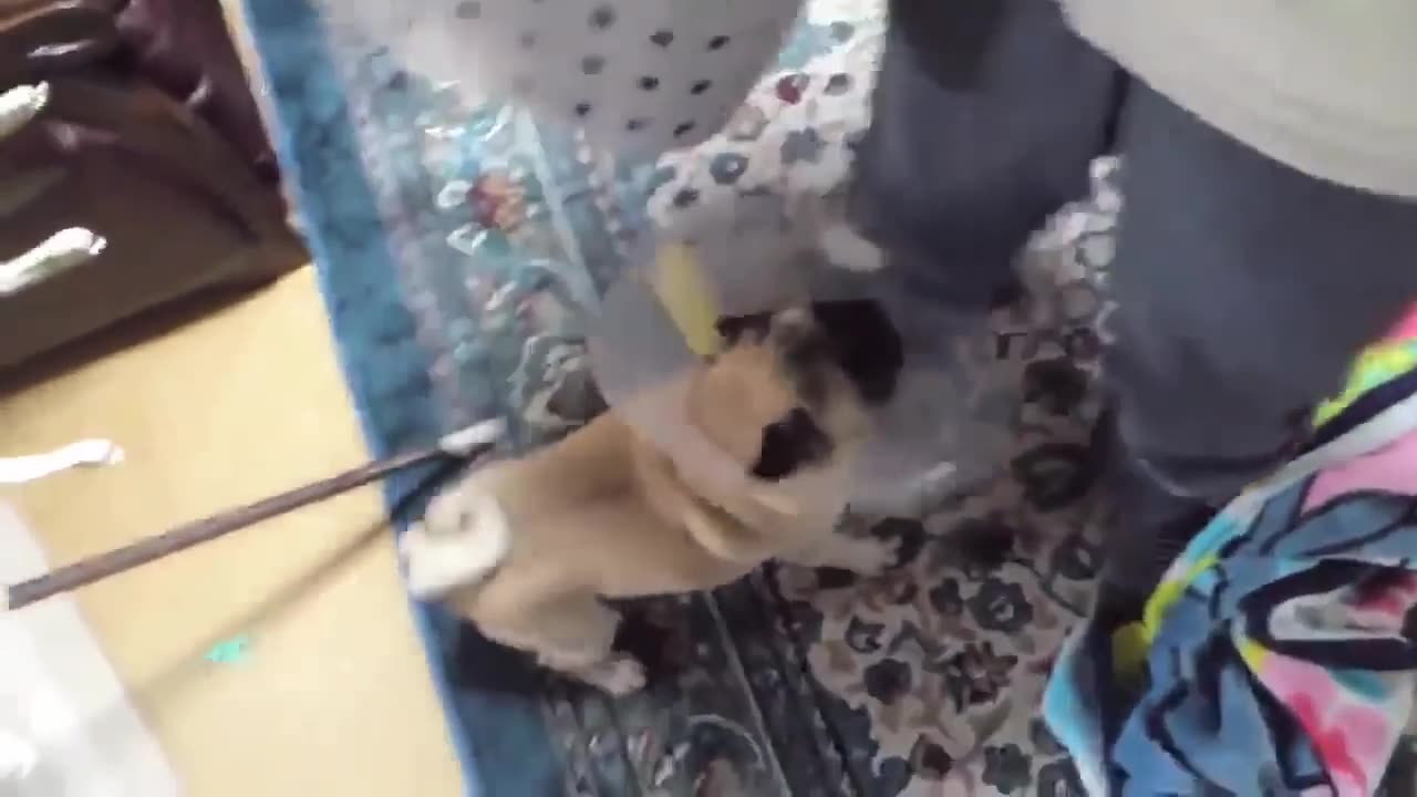 TOP 10 dog barking videos compilation 2016 ♥ Dog barking sound - Funny dogs .