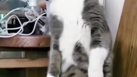 Cat#dog #funny moment
