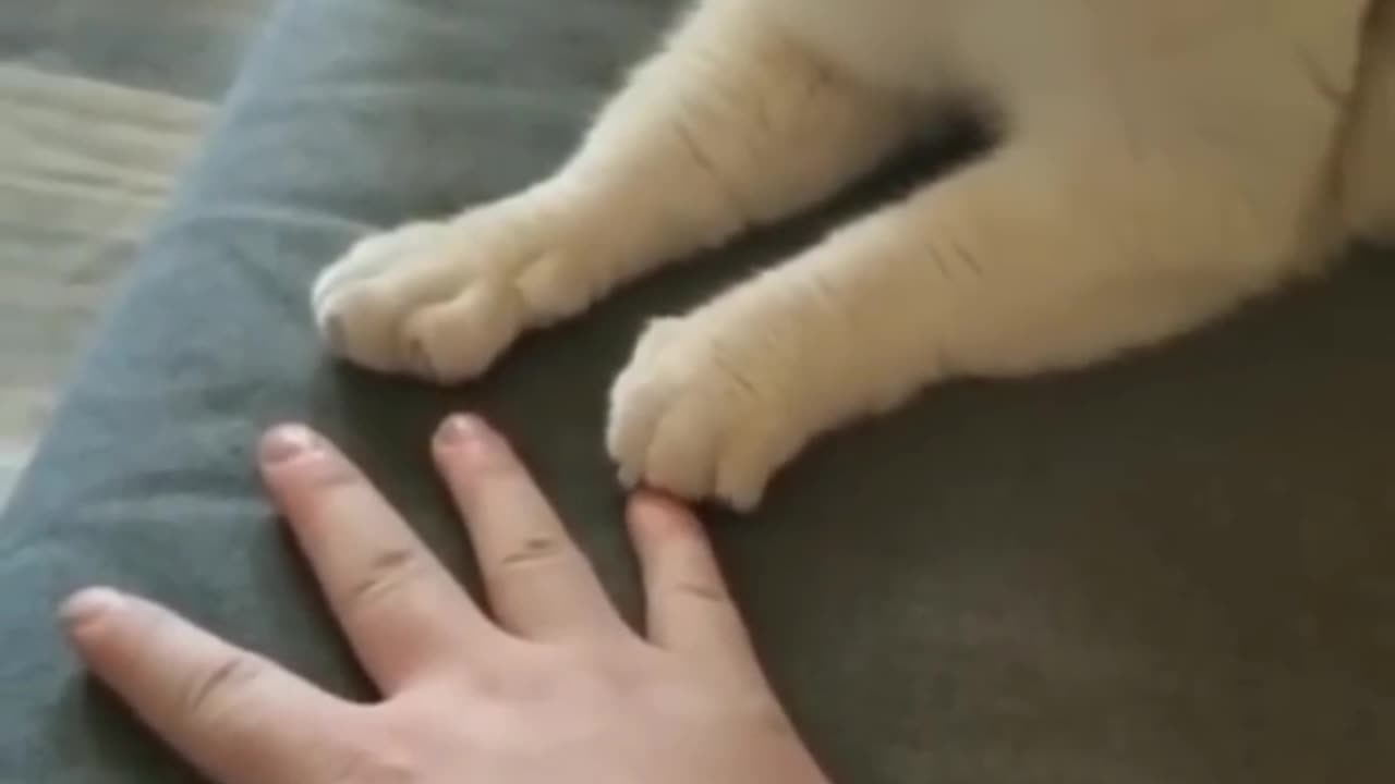 Cat funny video 😂😂😺😺