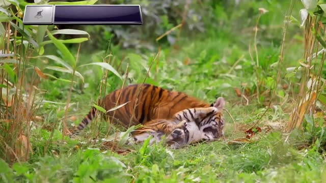 LONDON'S ZOO TIGER CUB'S FIRST HEALTH CHECKUP