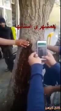 Tree Bleeds Human Blood like Fluid