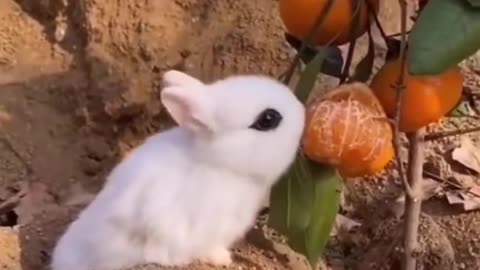 Funny animals 2023