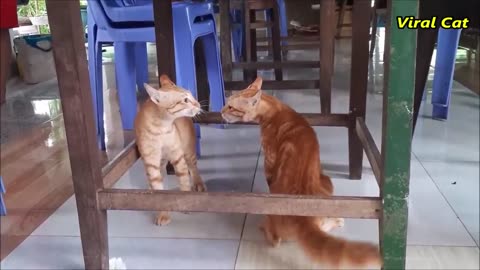 Cats fighting very funny