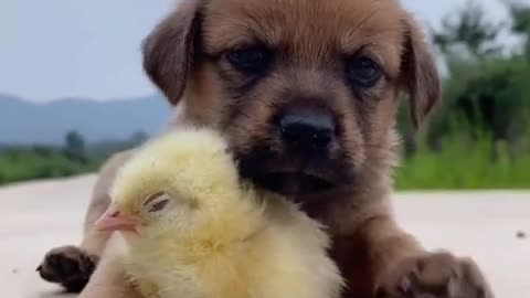 Baby Dog and Baby Duck So Lovely