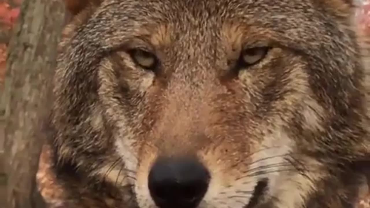 The Wolf.