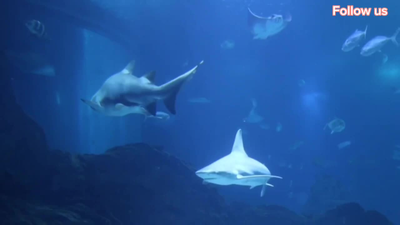 BEAUTIFUL UNDERWATER SEA ANIMALS !! NO COPYRIGHT VIDEO !!