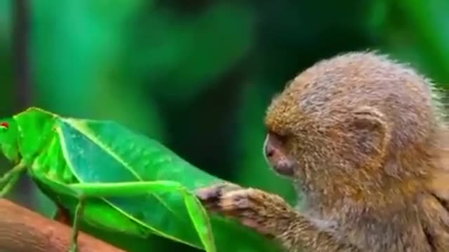 This Pygmy Marmoset fascinated by an insect