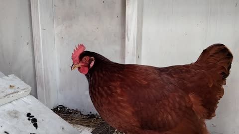 In line for nesting box