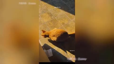 Funny_Animal_Videos_2023_🥰_-_Funniest_Dogs_and_Cats_Videos_😁)