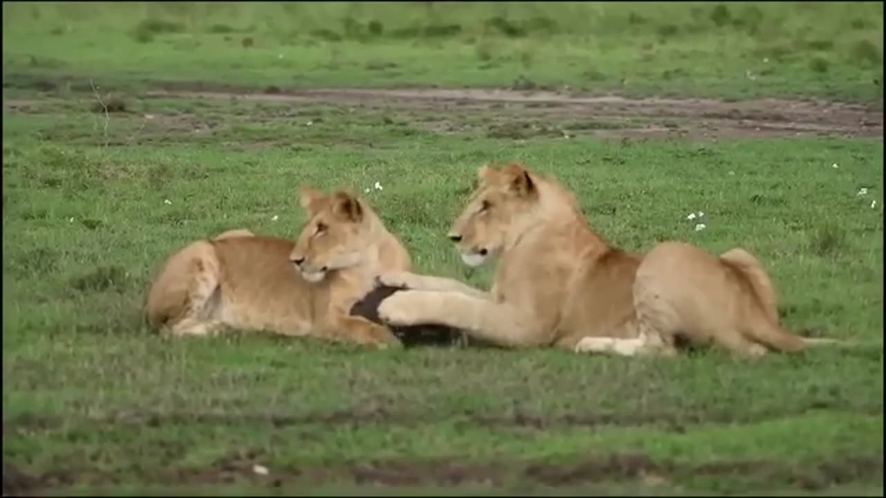 Lion Combines With Leopard Down To Warthog's Cave To Hunt - The Harsh Life Of Wild Animals 2023.