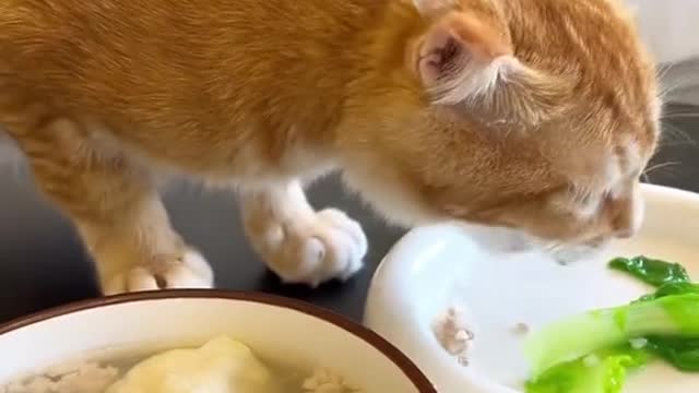 293_Does your cat like to eat anything strange🥰 #cat #orangecat