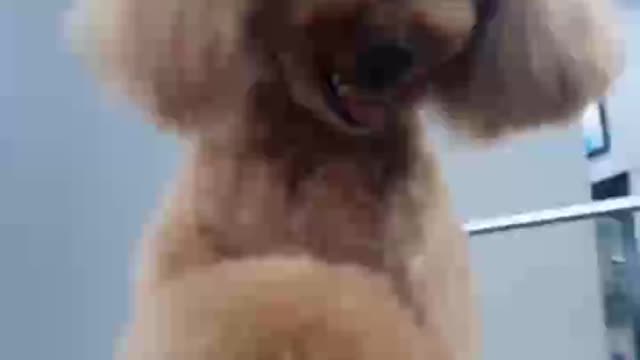 The dog laughs and has a plot