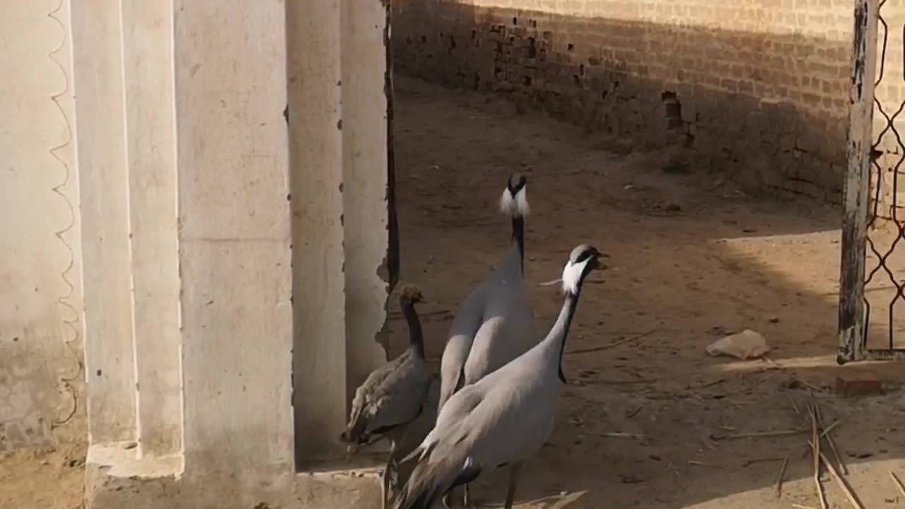 Crane Birds with chick