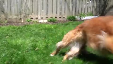 Senior Duck Tolling Retriever loves the blow dryer_Cut