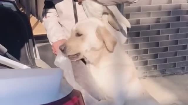 Have you seen the sadness of a dog #pet #puppy #dog#sadness #fyp