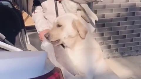 Have you seen the sadness of a dog #pet #puppy #dog#sadness #fyp