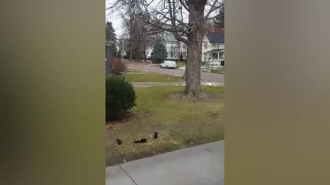 Is this a white fox
