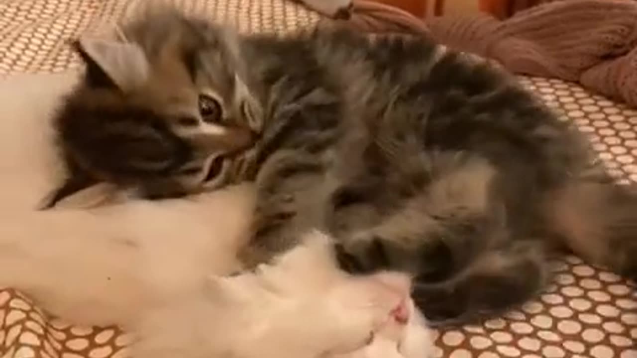 Very interesting video of 2 pet cats kissing in romantic love ...🤣💯