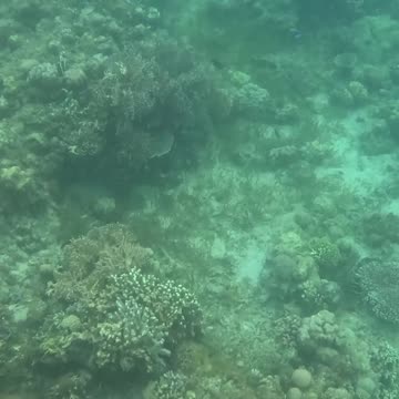 Snorkeling Adventures Philippines. Amazing new corals are growing