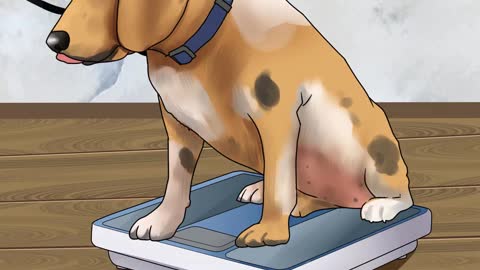 How to put your dog on a diet