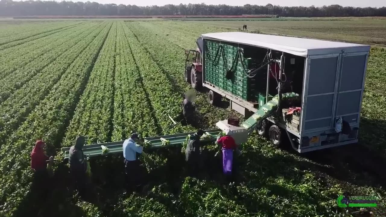 Awesome Agriculture Technology Celery Root Cultivation - Celeriac Farming and Harvesting