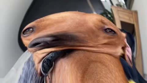 Funniest DOG Videos Ever!!