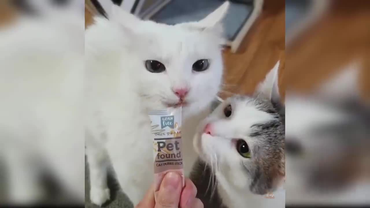 Baby Cats - Cute and Funny Cat Videos Compilation #16 | Aww Animals