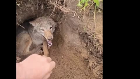 Dangerous 😯🔥#short#rumble#danger fox#trending video