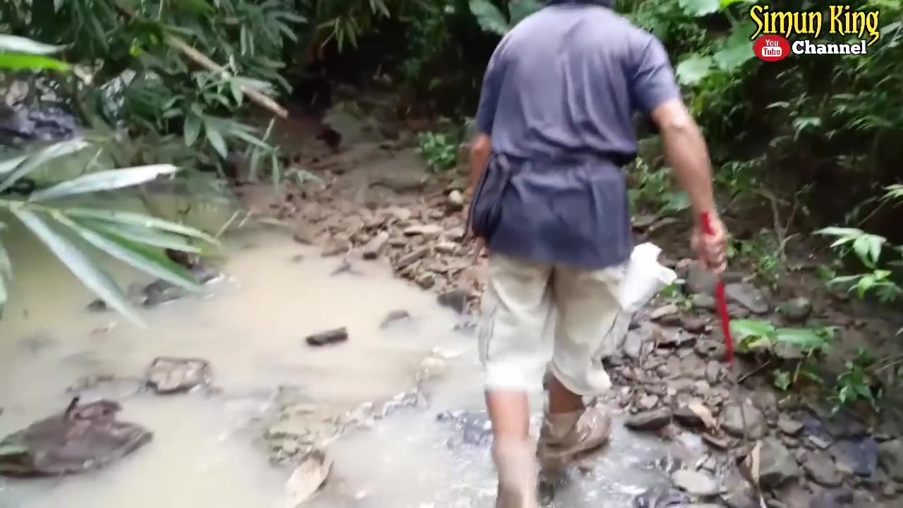 King Cobra Rescue