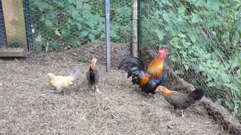 Bantam chicken population is exploding.