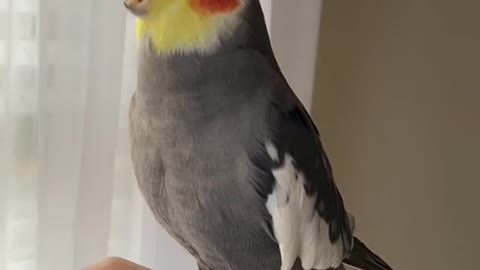 Parrot taking