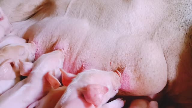Piglets