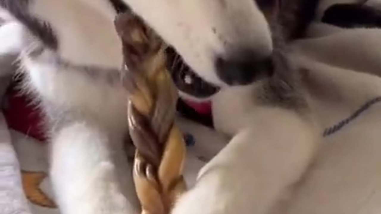 Husky Argues About Sharing Her Bone!