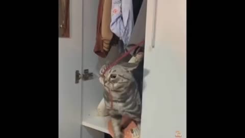 Dog and cat funny videos
