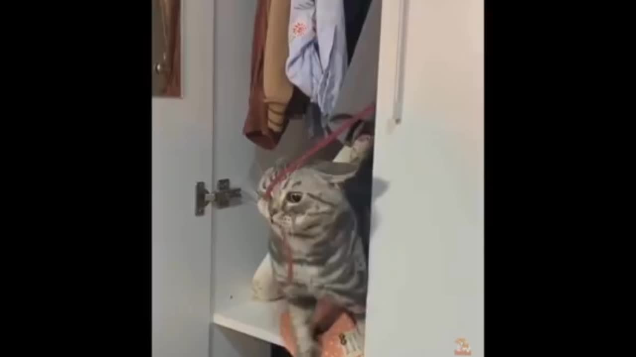 Dog and cat funny videos